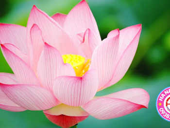 Tour Phủ Dày - đền Trần - Tràng An