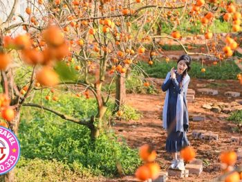 Tour ghép Mộc Châu 2N1Đ