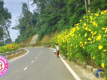 Tour ngắm hoa Dã Qùy - thành cổ Sơn Tây - chùa Khai Nguyên
