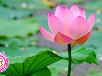 Tour Phủ Dày - đền Trần - chùa Keo